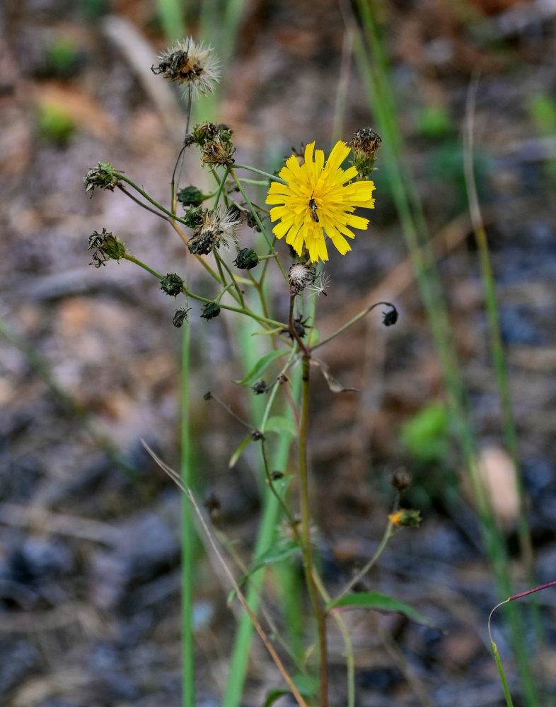 Изображение особи Hieracium umbellatum.