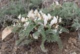 Astragalus sareptanus. Цветущее растение. Казахстан, Восточно-Казахстанская обл., Глубоковский р-н, окр. с. Кожохово, каменистая степь. 05.05.2023.