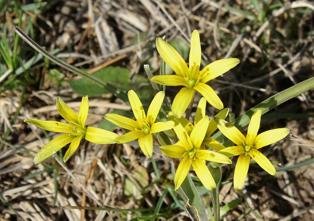 Image of genus Gagea specimen.