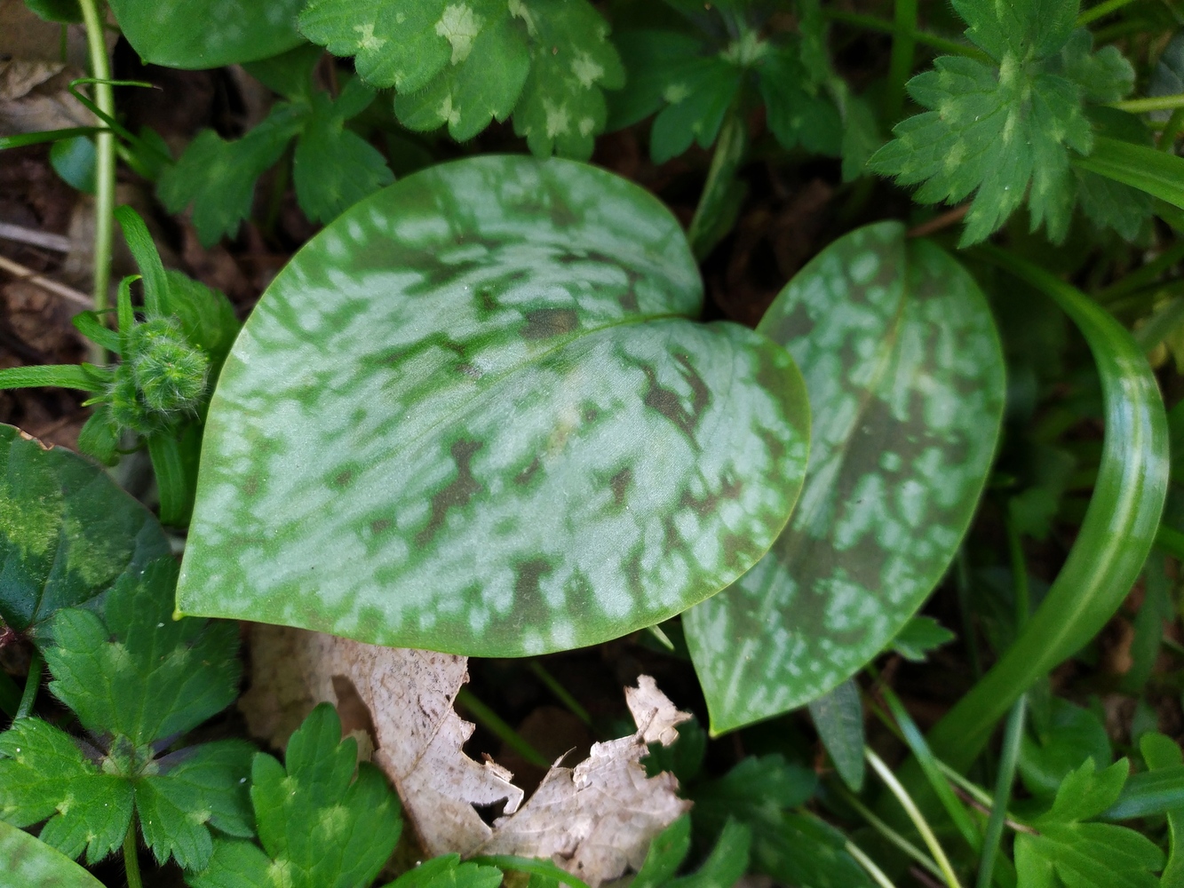 Изображение особи Erythronium caucasicum.