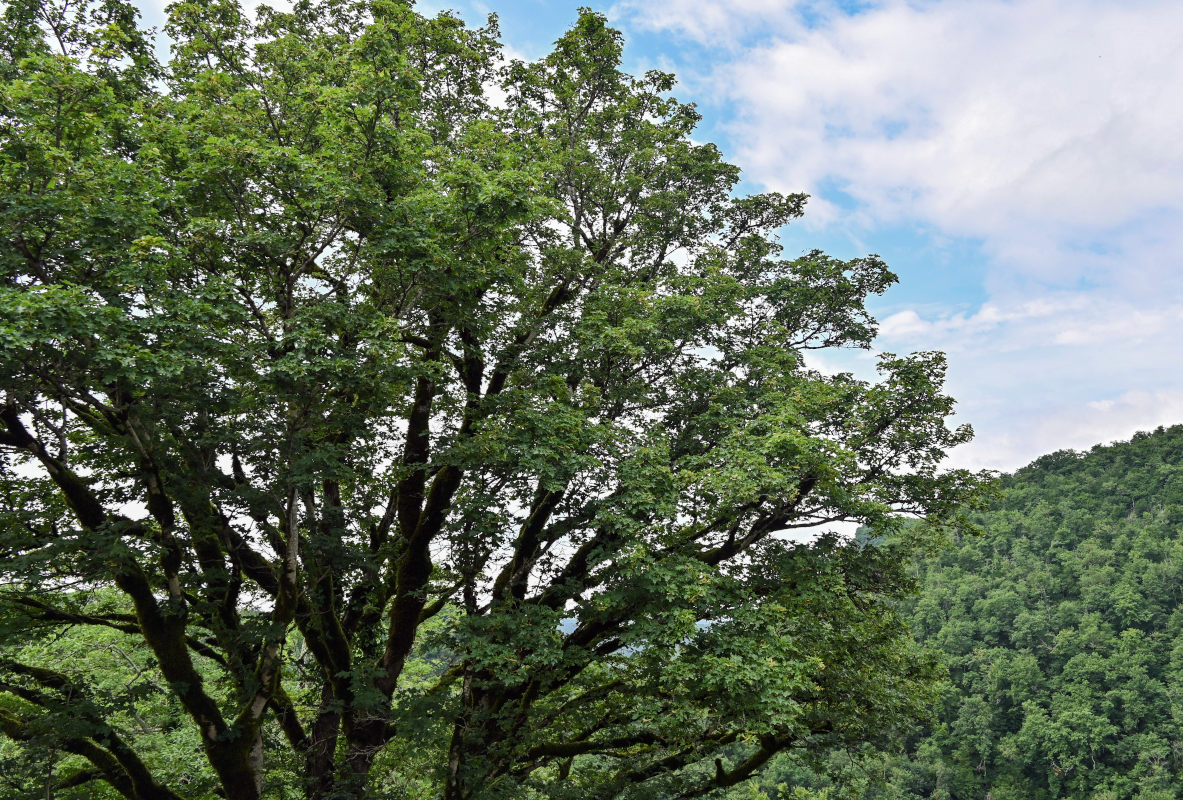 Image of Acer campestre specimen.