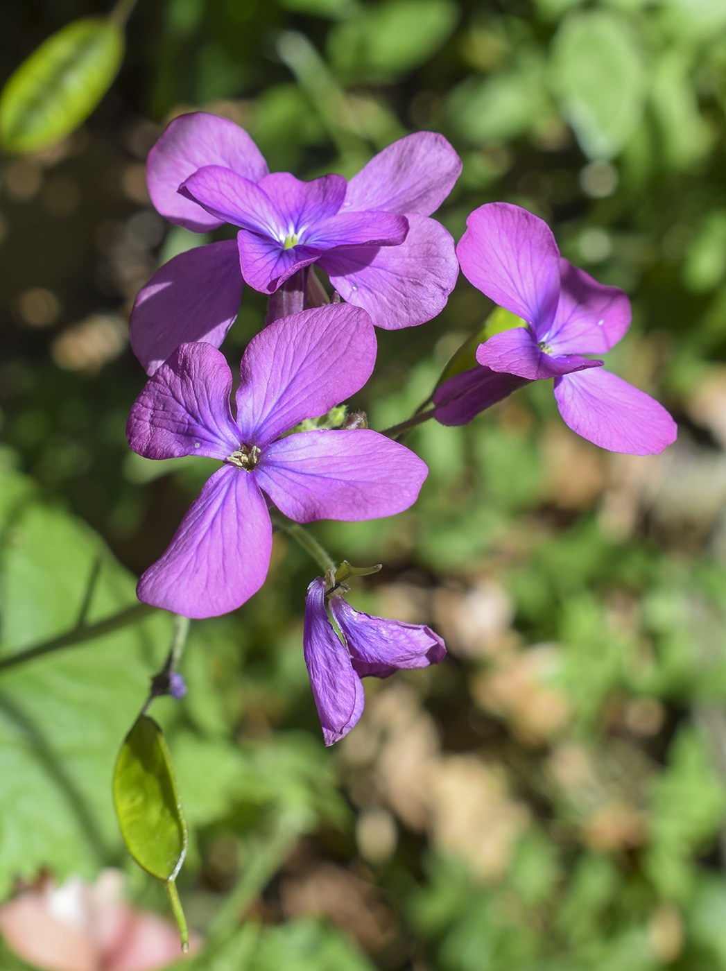 Image of Lunaria annua specimen.