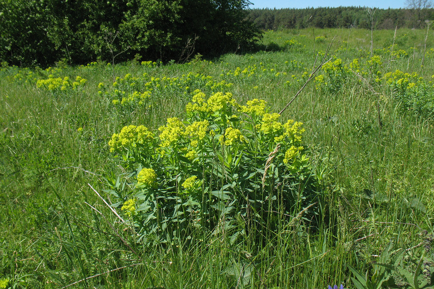 Изображение особи Euphorbia semivillosa.