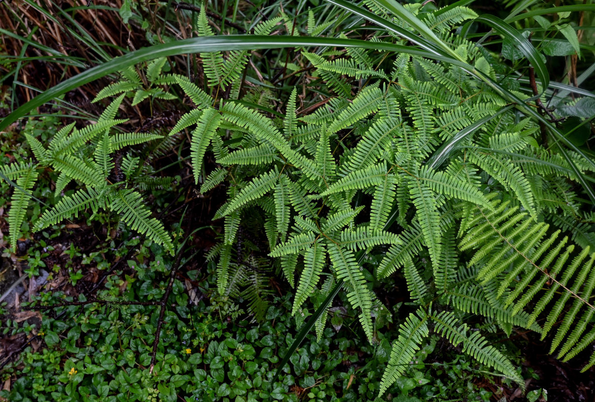 Изображение особи Dicranopteris linearis.