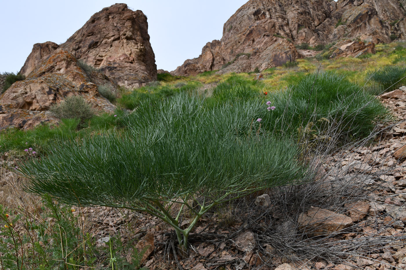 Image of Ferula varia specimen.