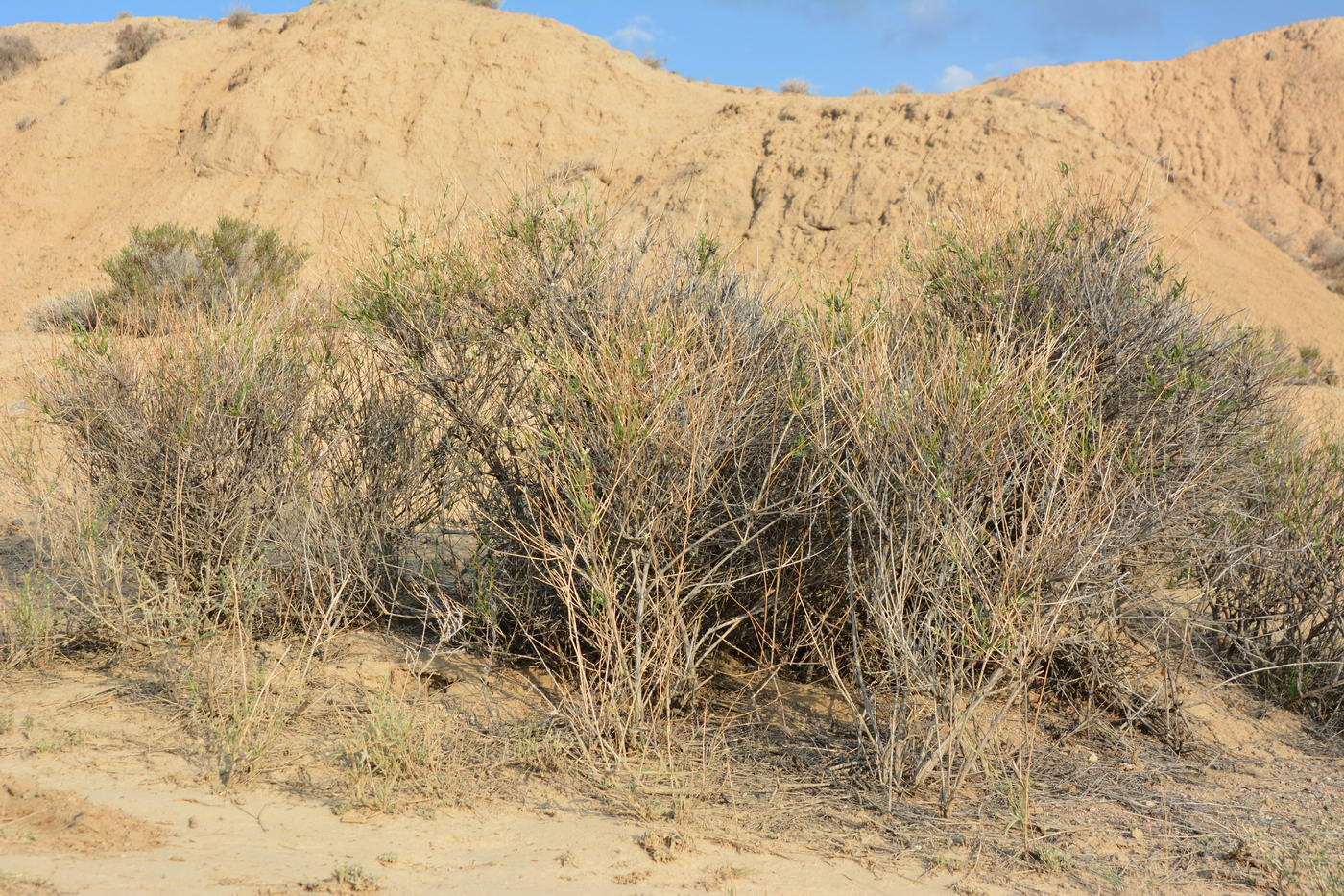 Image of Clematis songorica specimen.