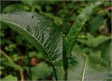 Rumex obtusifolius. Вегетирующие листья на верхушке побега. Московская обл., Раменский р-н, окр. ж.-д. платформы Хрипань, смешанный лес, просека. 09.06.2024.