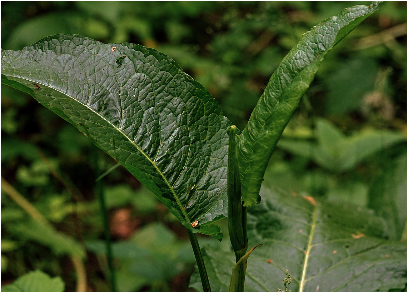 Image of Rumex obtusifolius specimen.