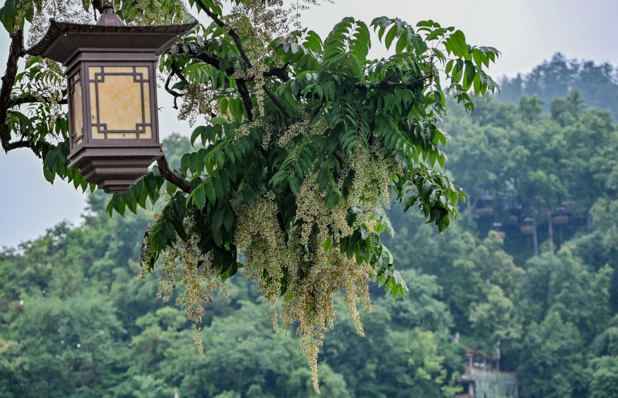 Изображение особи Toona sinensis.