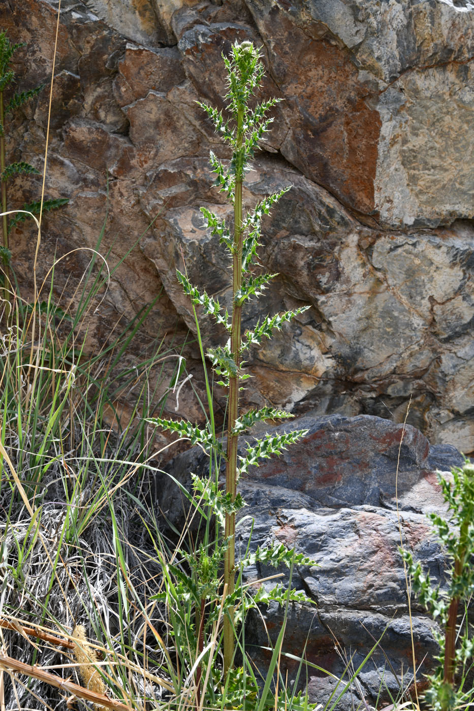 Image of genus Cirsium specimen.