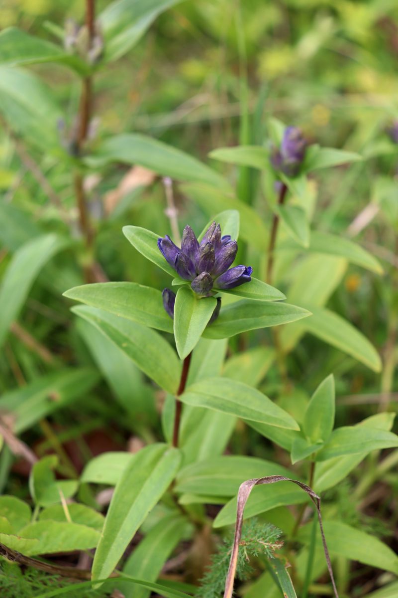 Изображение особи Gentiana cruciata.