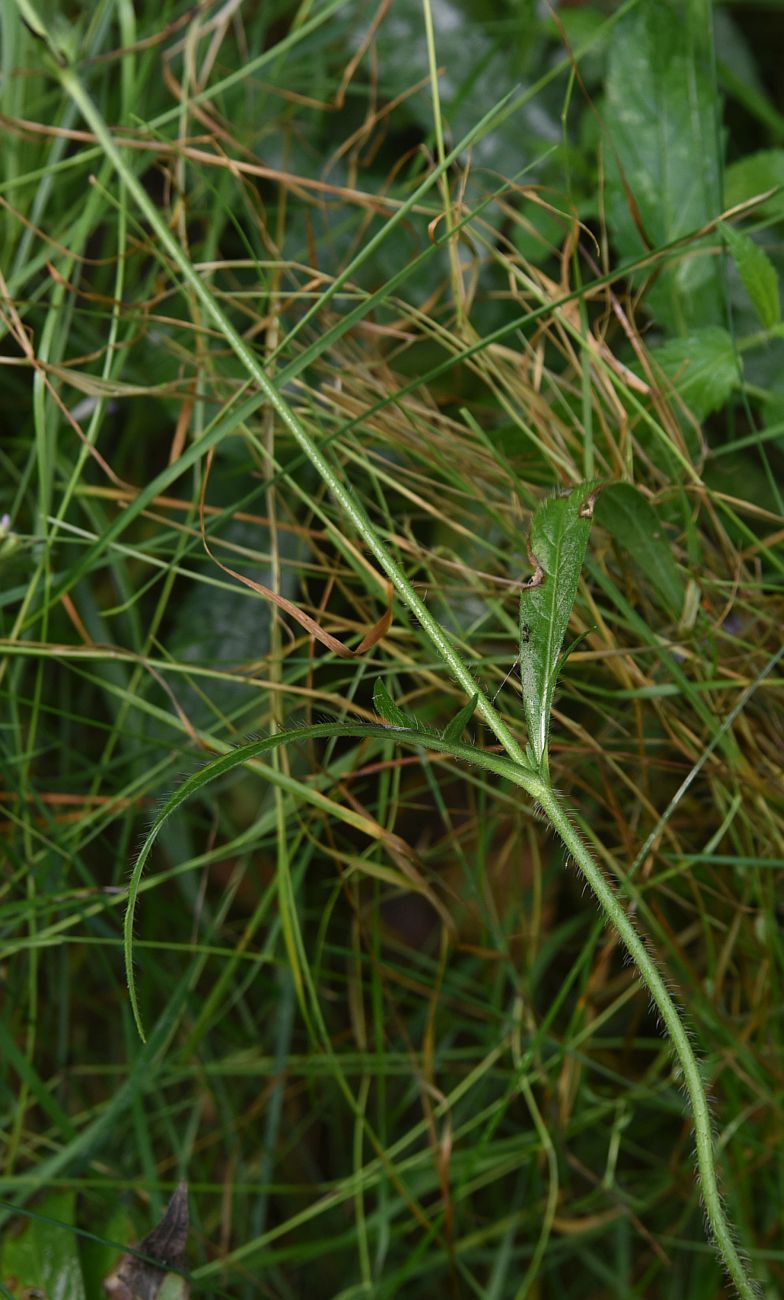 Image of Knautia arvensis specimen.