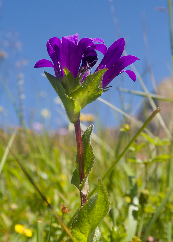 Image of Campanula glomerata ssp. oblongifolioides specimen.