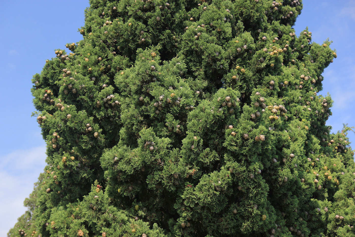 Изображение особи Cupressus sempervirens.