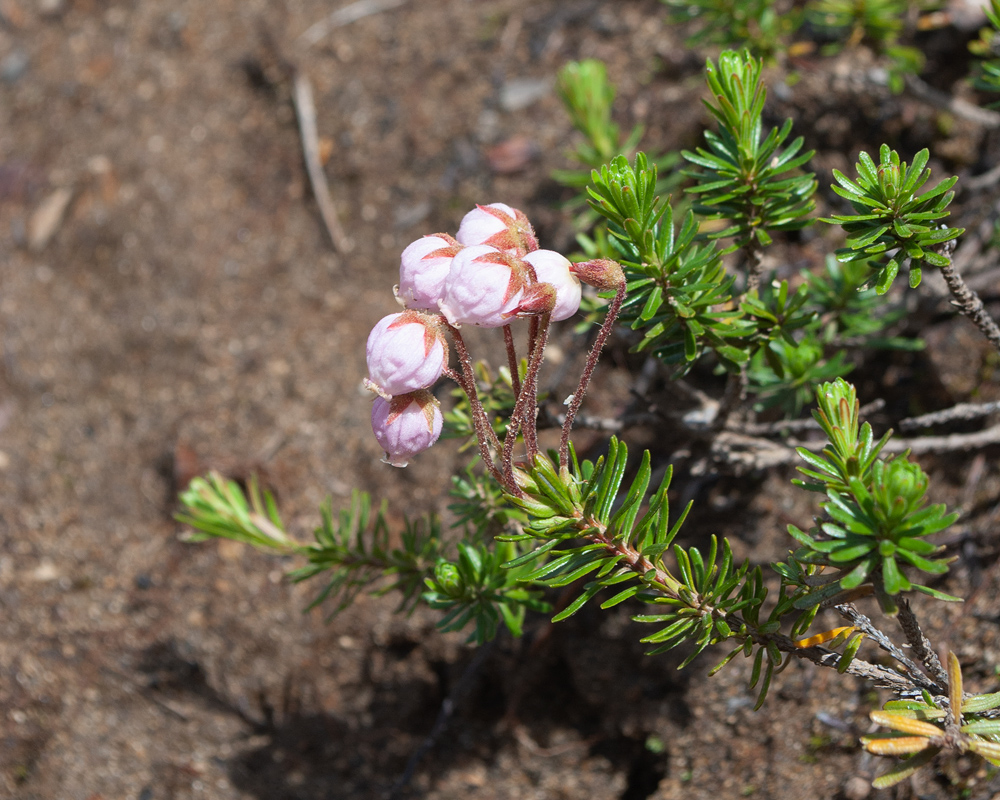 Изображение особи род Phyllodoce.