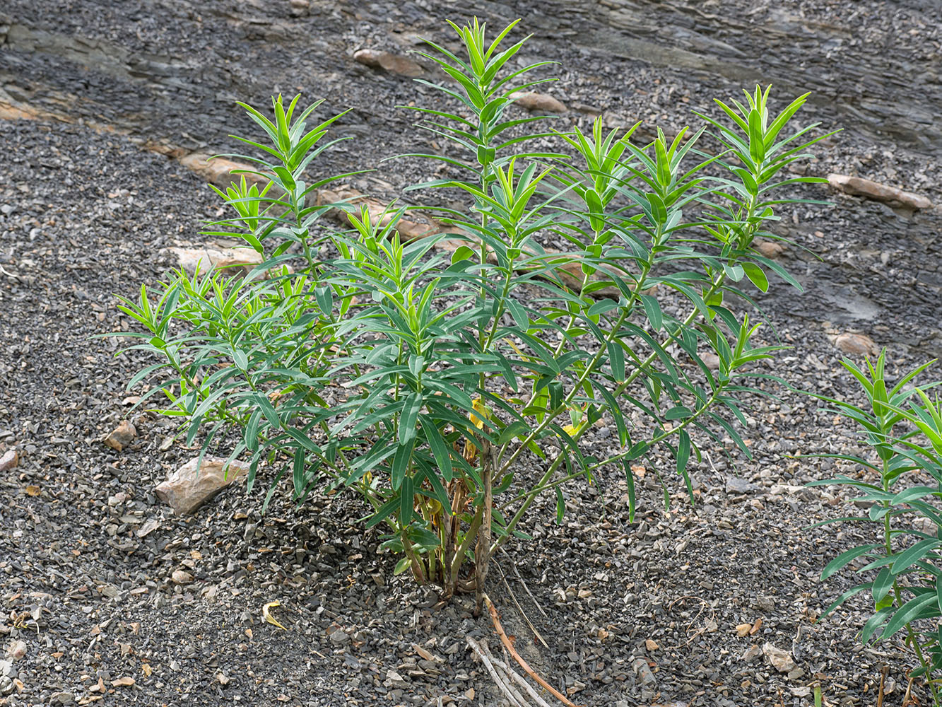 Изображение особи Euphorbia iberica.