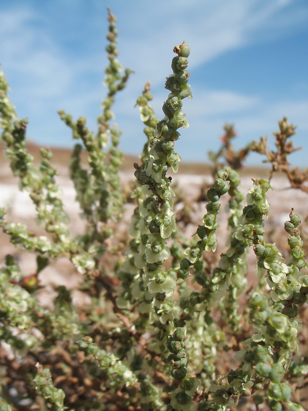 Image of Salsola nitraria specimen.