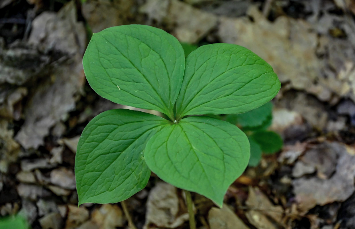 Image of Paris quadrifolia specimen.