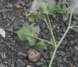 Rumex hastifolius