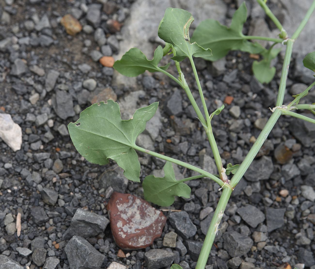 Image of Rumex hastifolius specimen.