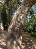 Quercus suber. Нижняя часть ствола старого дерева. Крым, Южный Берег, городской округ Ялта, Массандровский парк. 29.05.2024.