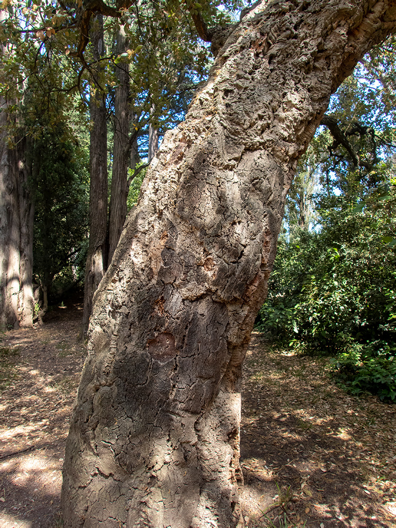 Image of Quercus suber specimen.