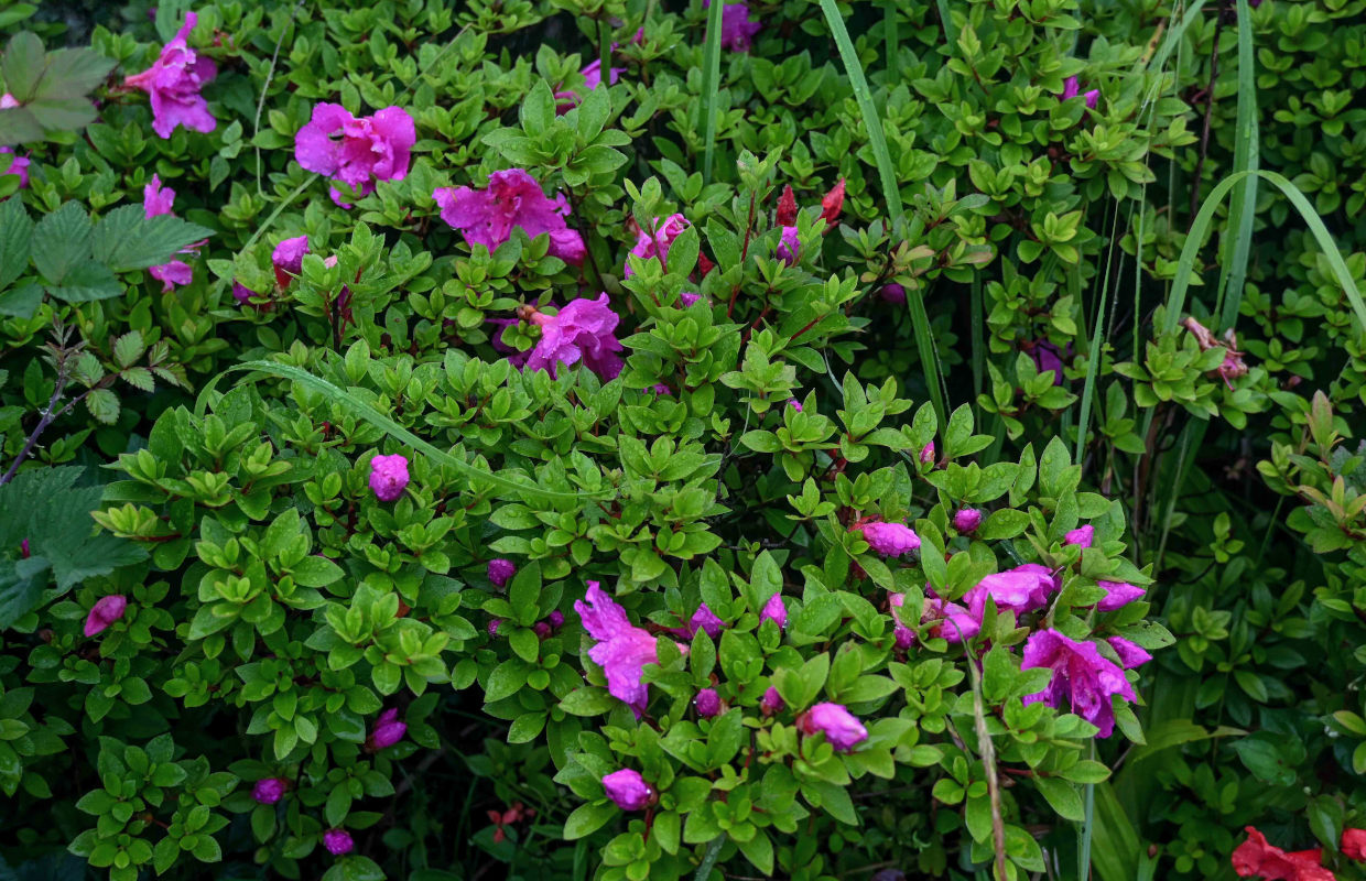 Image of genus Rhododendron specimen.