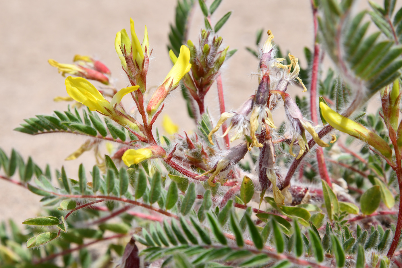 Image of Astragalus rubtzovii specimen.