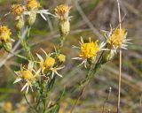 Galatella crinitoides