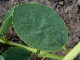 Capparis herbacea. Лист. Крым, Южный Берег, окр. пос. Новый Свет, высокий берег моря, каменисто-глинистый склон рядом с туристической тропой. 07.06.2024.