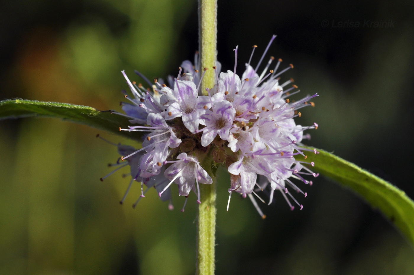 Image of Mentha canadensis specimen.