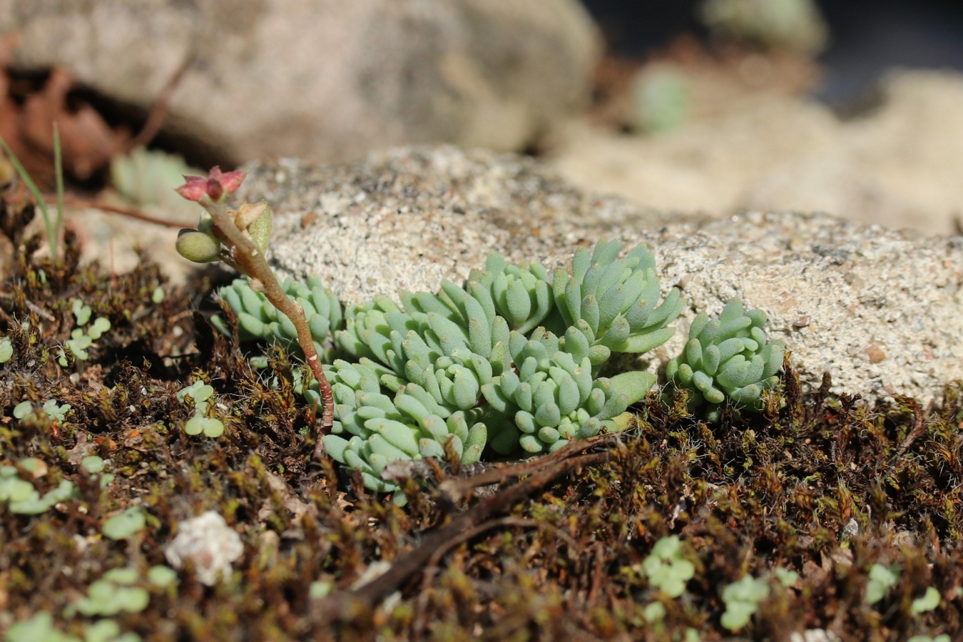 Изображение особи Sedum hispanicum.