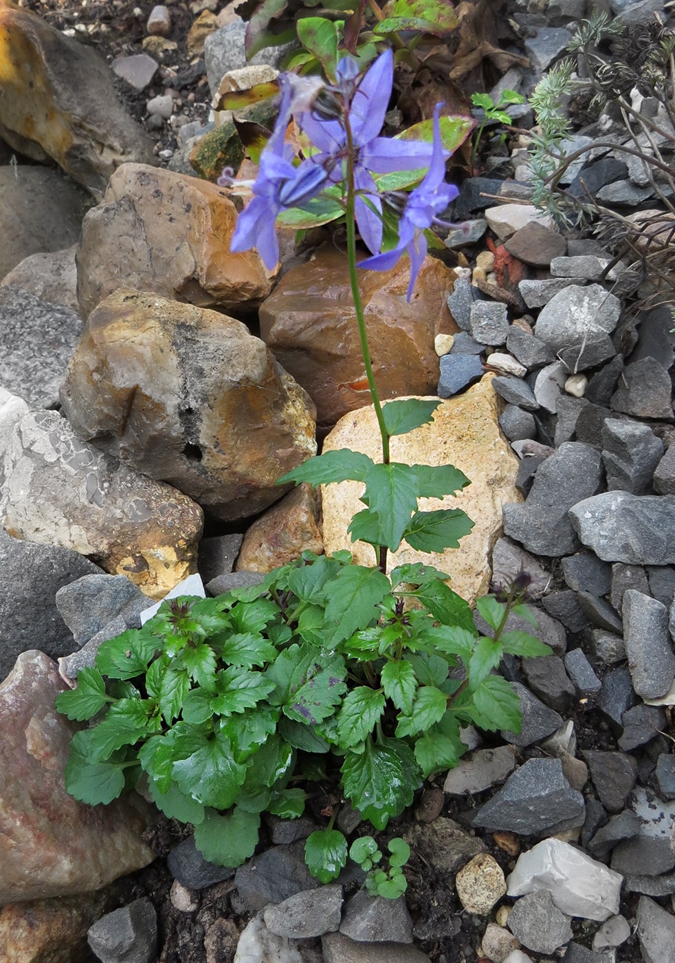 Изображение особи Popoviocodonia stenocarpa.