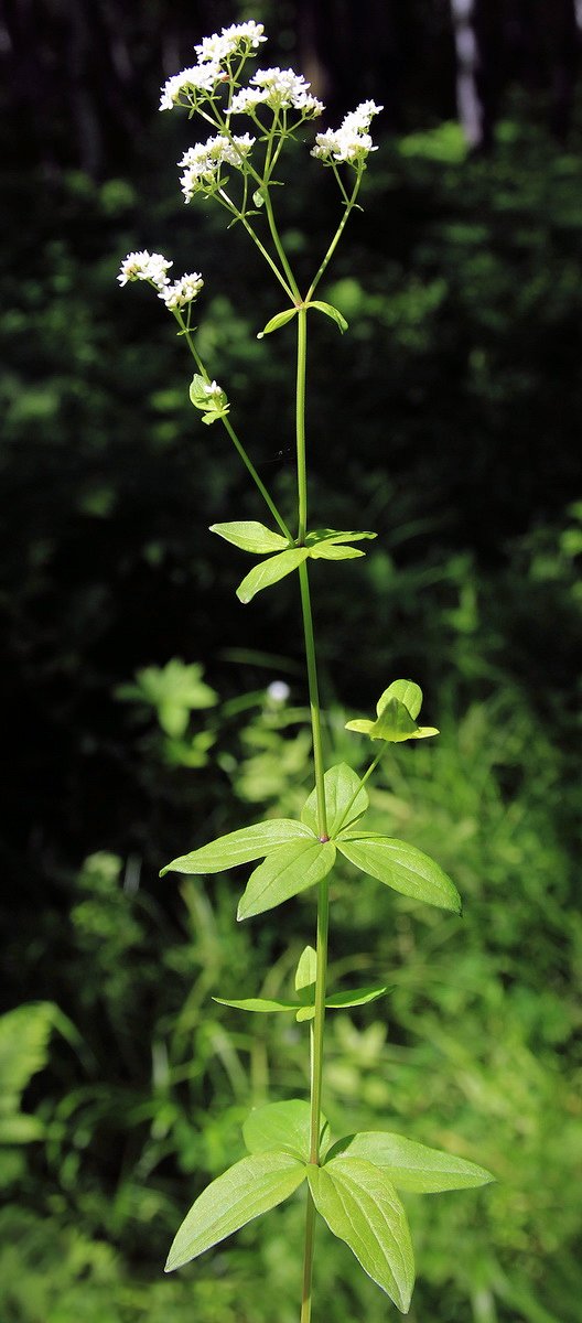 Изображение особи Galium physocarpum.