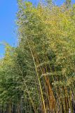 View full-size image Phyllostachys aurea