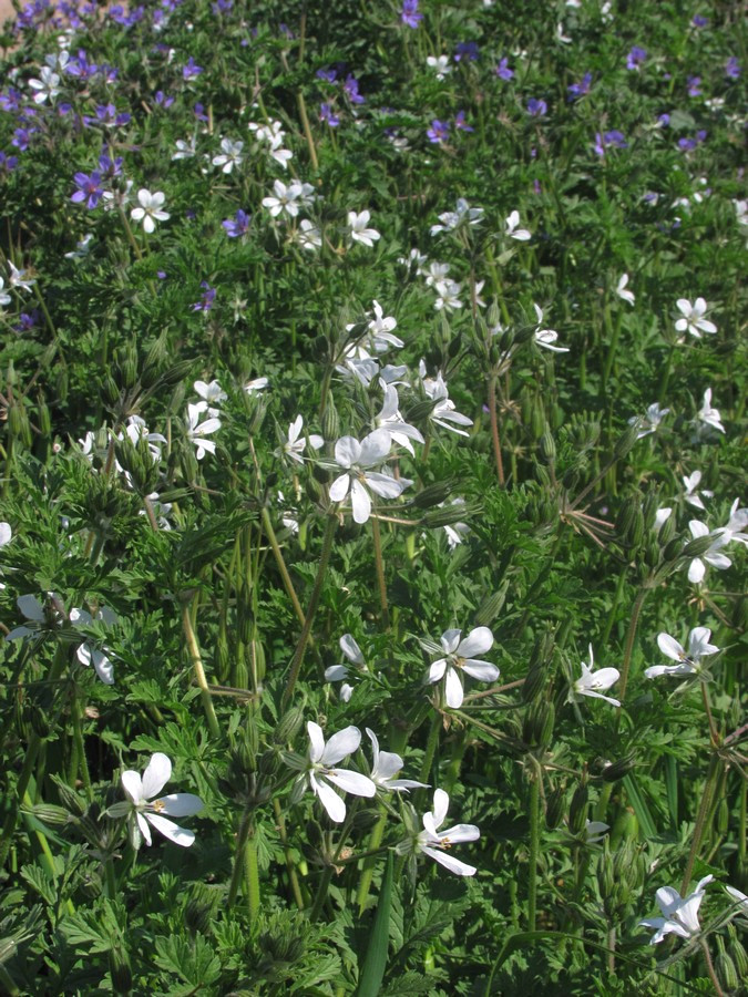 Image of Erodium ciconium specimen.