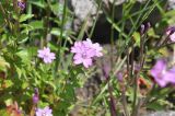 View full-size image Epilobium anagallidifolium