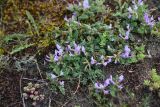 View full-size image genus Astragalus
