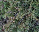 Juniperus hemisphaerica. Ветви с шишкоягодами. Крым, гора Чатыр-Даг (верхнее плато). 30.04.2011.