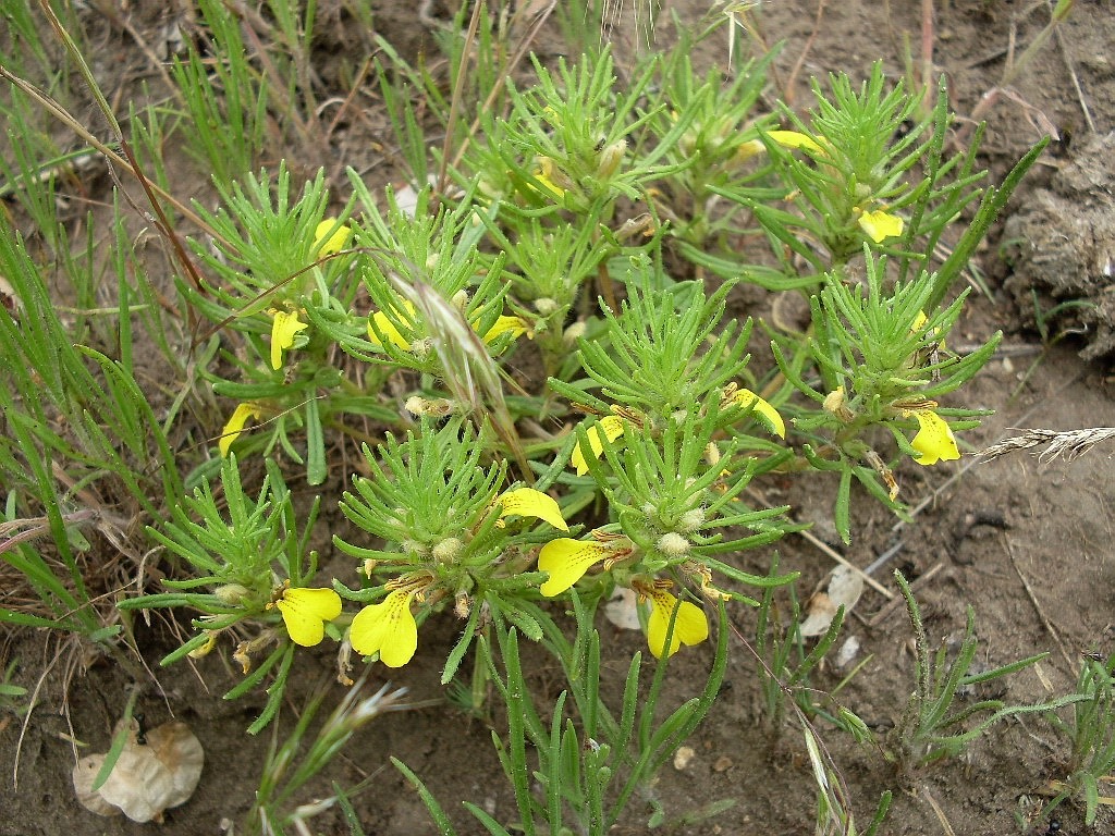 Image of Ajuga chia specimen.