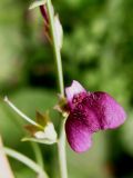 Dodartia orientalis. Цветок. Узбекистан, г. Ташкент, пос. Улугбек. 29.04.2011.