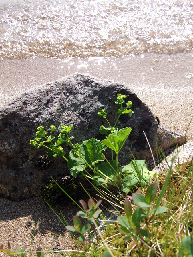 Image of genus Alchemilla specimen.