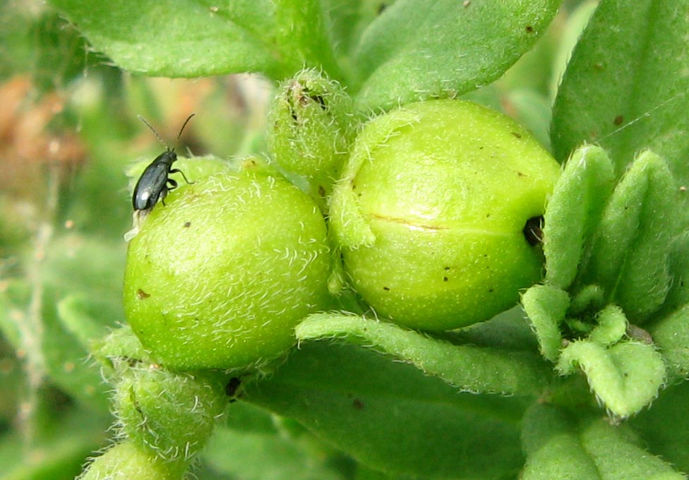 Image of Argusia sibirica specimen.