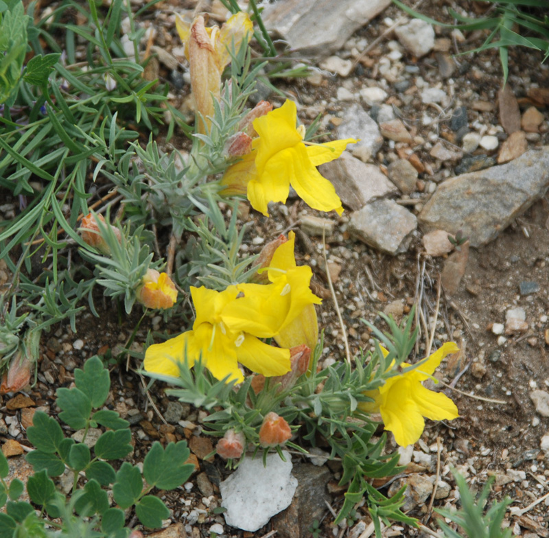 Image of Cymbaria daurica specimen.