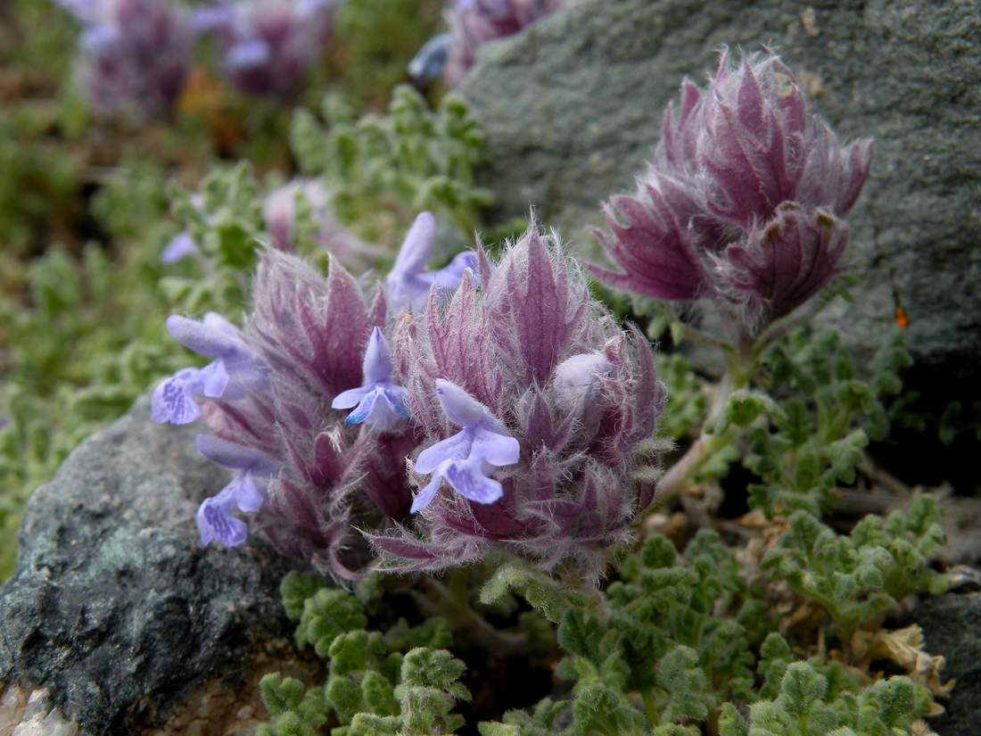 Image of Dracocephalum bungeanum specimen.