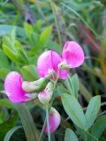 Lathyrus tuberosus