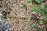 Sempervivum caucasicum