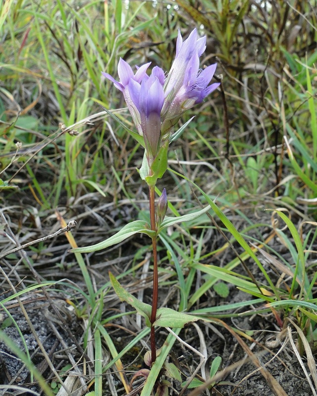 Image of Gentianella amarella specimen.