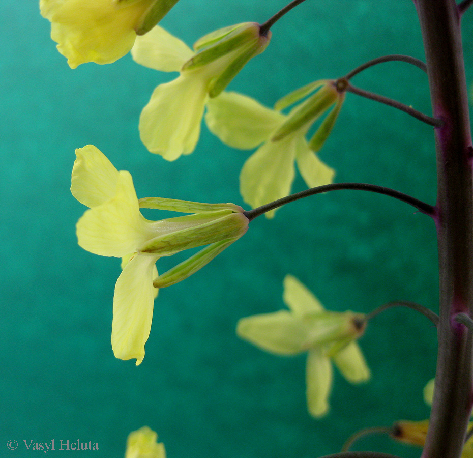 Изображение особи Brassica oleracea var. viridis.