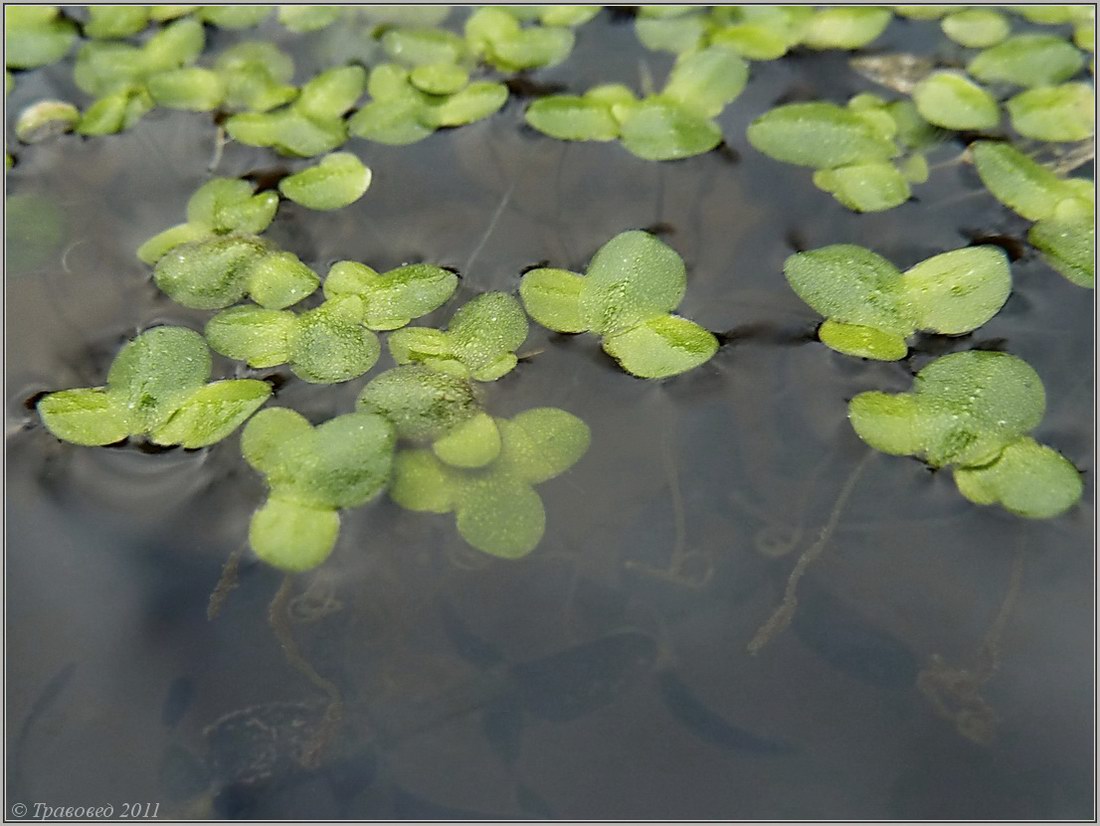 Image of Lemna minor specimen.